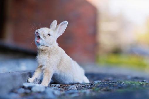大久野島の兎 うさぎ,大久野島,野生動物の写真素材