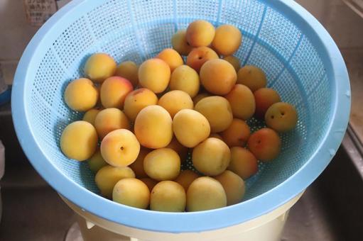 完熟南高梅 南高梅,梅,梅仕事の写真素材