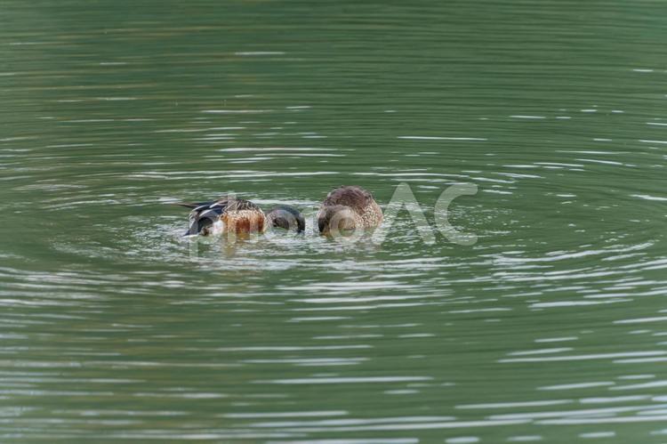 並んで採餌するハシビロガモのペア ハシビロガモ,鳥,野鳥の写真素材