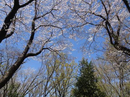 四月の桜-29 四月の桜-29 四月,桜,花びらの写真素材