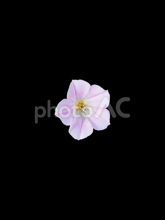 ヒルガオ(切り抜き) ヒルガオ,昼顔,ピンク色の花の写真素材