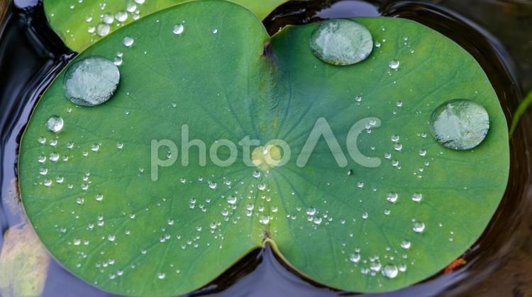 水面に浮かぶ蓮の葉と水滴の美 蓮,葉,水滴の写真素材
