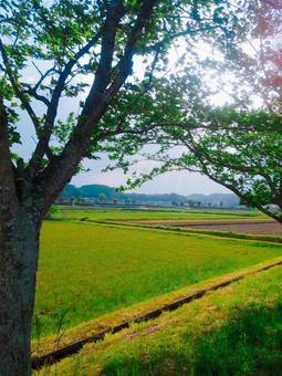 木漏れ日 木漏れ日の写真