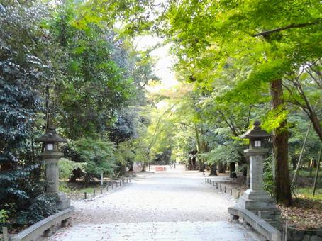 糺の森 糺の森 糺の森,京都,下鴨神社の写真素材