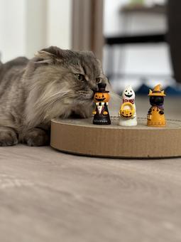 猫とハロウィン3 猫とハロウィン3 ハロウィン,人形,カボチャの写真素材