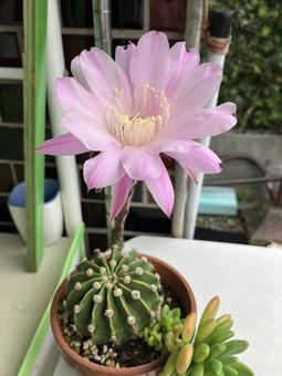 サボテンに咲く大輪の花 サボテンに咲く大輪の花 サボテンの花,ピンクの花,多肉植物の写真素材