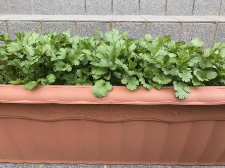 家庭菜園のパクチー 家庭菜園,パクチー,プランターの写真素材