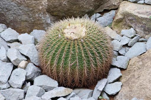 サボテン２（金鯱）　 サボテン,金鯱,とげの写真素材