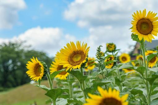 青空に映える向日葵の花 青空に映える向日葵の花の写真