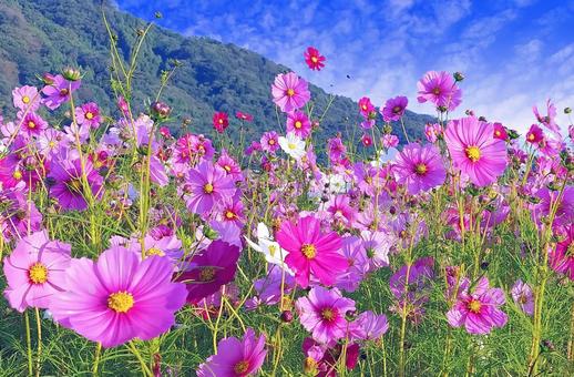 朝の陽光に映える満開の鮮やかな秋桜畑 朝の陽光に映える満開の鮮やかな秋桜畑の写真