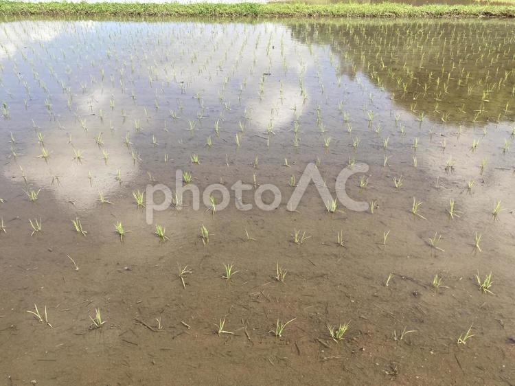 田植え一週間後の田んぼ 田んぼ,水田,水面の写真素材