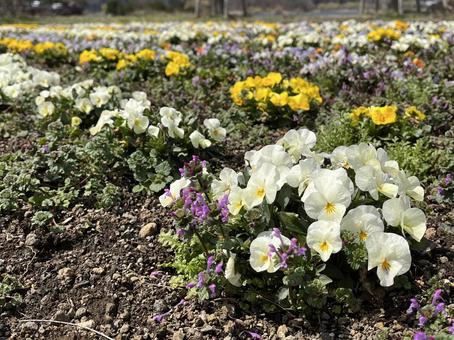 パンジーの花壇 01 パンジーの花壇 01 パンジー,サンシキスミレ,三色すみれの写真素材