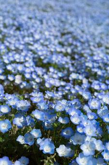 Nemophila field in spring Nemophila flowers, JPG