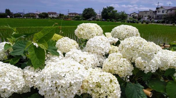 Photo, kutha kaisei, hydrangea, urip, 
