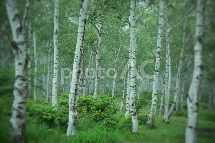 白樺林を通る風 白樺林,白樺群生地,白樺の写真素材