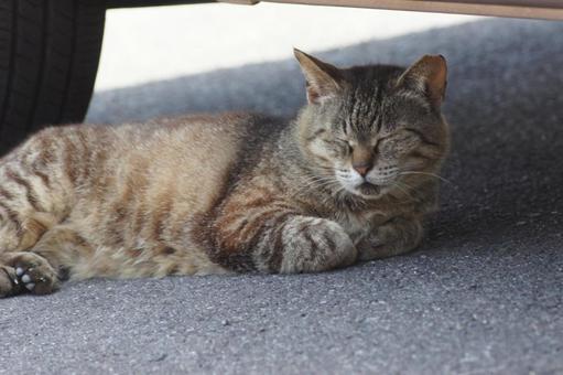 ねこ ねこ にゃんこ,可愛い,野良猫の写真素材