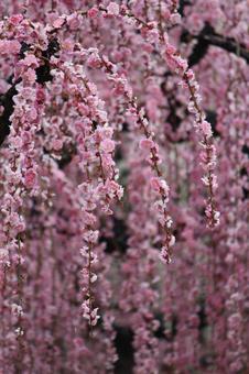 ウメの花 ウメの花の写真