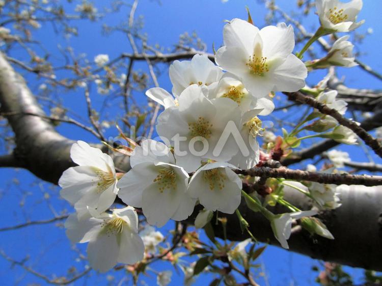 桜の花と青空 季節,春,桜の写真素材