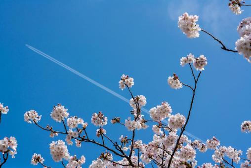 青空と桜と飛行機雲 桜,さくら,花の写真素材