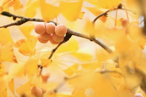 銀杏の実 黄色,植物,秋の写真素材