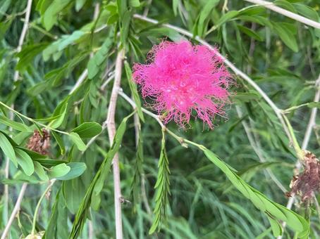 花 野草 花 野草の写真