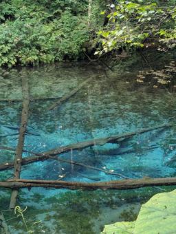 北海道の神の子池 北海道の神の子池 パワースポット,神の子池,青い池の写真素材