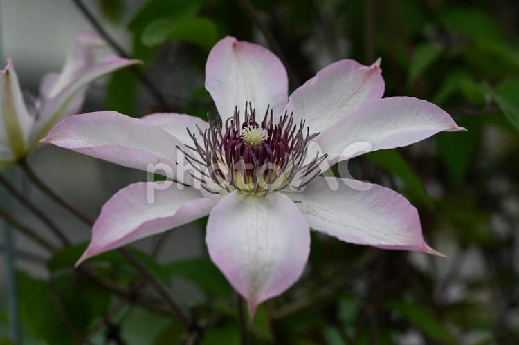家の庭に咲いた花鉄線の花 自然,春,小さいの写真素材