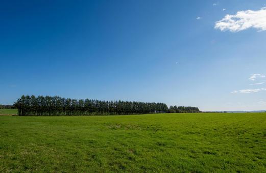 なだらかな緑の丘の上に静かに佇む木々 丘,牧草地,丘陵の写真素材
