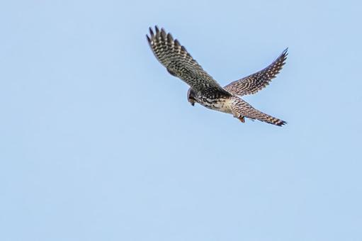 チョウゲンボウ(65)の写真