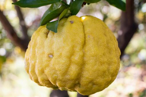 獅子柚子 獅子柚子,柚子,ゆずの写真素材