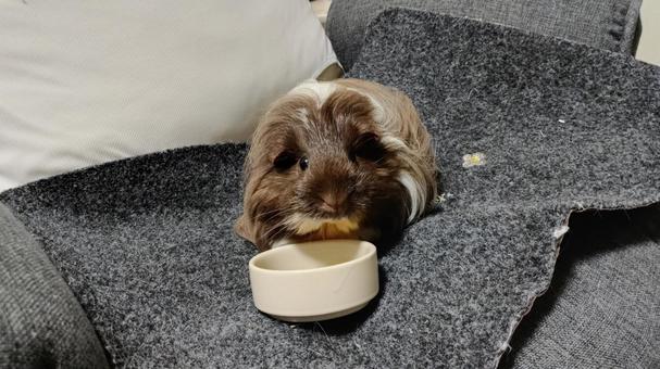 Would you like to have a meal?, guinea pig, eating, animal, JPG