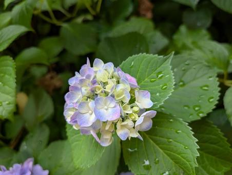 Hydrangea blooming in the rain, JPG Hydrangea blooming in the rain, JPG