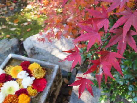 もみじと花手水 日本,紅葉,もみじの写真素材