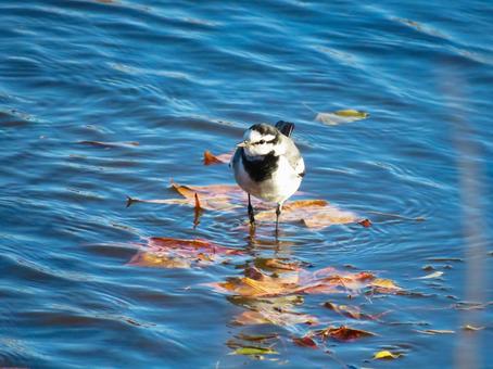 池の浅い場所に降りたハクセキレイ ハクセキレイ,野鳥,動物の写真素材