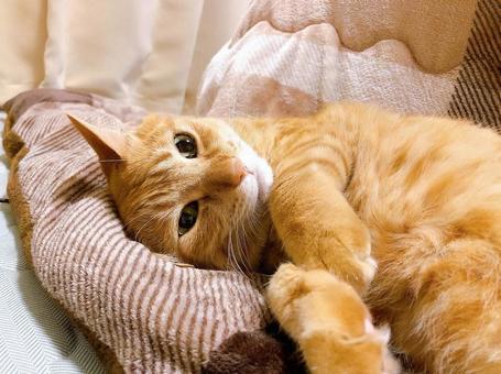 茶トラ猫 ねこ,猫,にゃんこの写真素材