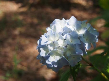 紫陽花 紫陽花の写真