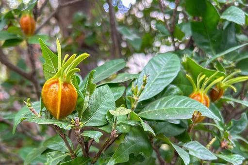 実りの秋にオレンジ色の実をつけたクチナシ クチナシ,実,庭木の写真素材