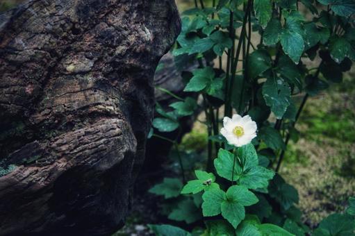 花 花の写真