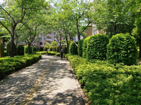 五月の緑風景-12 五月,緑,風景の写真素材