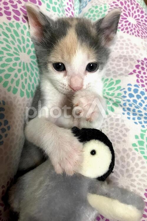 グレーと白の三毛猫 三毛猫,猫,子猫の写真素材