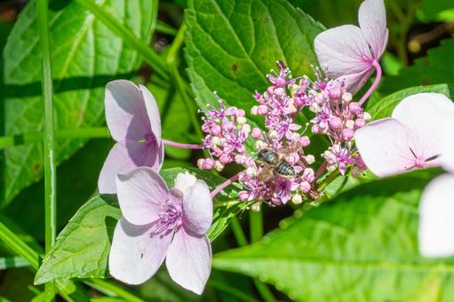Hydrangea dancing in search of nectar, JPG Hydrangea dancing in search of nectar, JPG