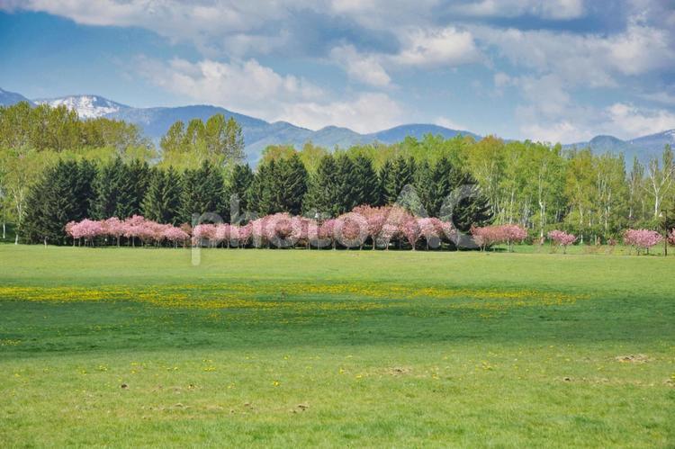 春の前田森林公園 春,前田森林公園,桜の写真素材