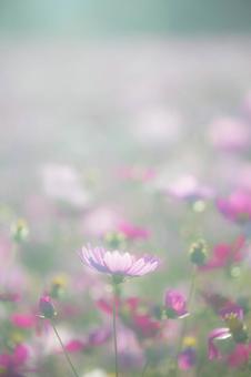秋の訪れ　優しいコスモスの世界 コスモス,秋,花畑の写真素材