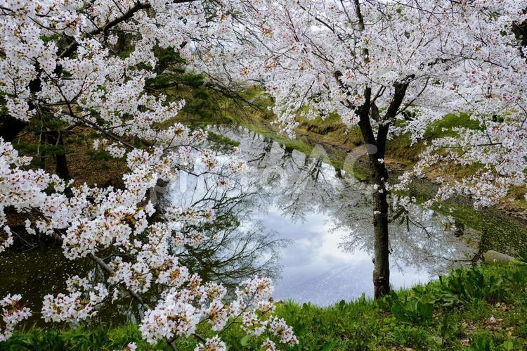 上田城　桜 桜,サクラ,さくらの写真素材