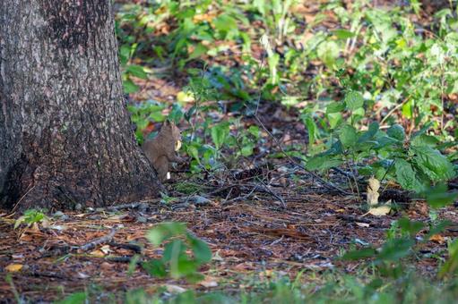 木の陰に隠れて果実を食べるエゾリスの写真