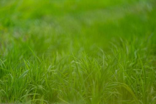 みずみずしい緑の背景 緑,グリーン,草の写真素材