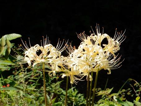 【彼岸花の写真】彼岸花が咲く風景 【彼岸花の写真】彼岸花が咲く風景 彼岸花,ヒガンバナ,自然の写真素材