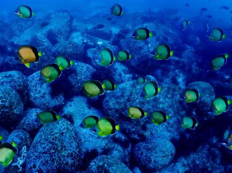 かわいい魚がやってきた! かわいい魚がやってきた! ダイビング,スキューバダイビング,海の写真素材