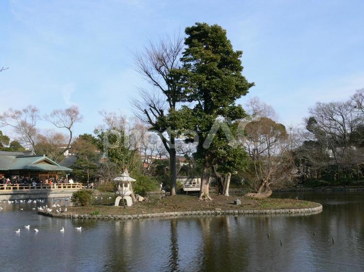鎌倉市鶴岡八幡宮・源氏池の中島の一つ 公園,池,水の写真素材