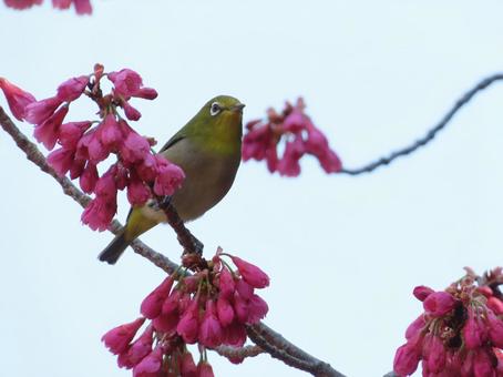 メジロと寒緋桜 メジロと寒緋桜 メジロ,寒緋桜,可愛いの写真素材